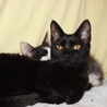 小柄な可愛い黒猫　りりすちゃん