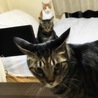 ねこえかき