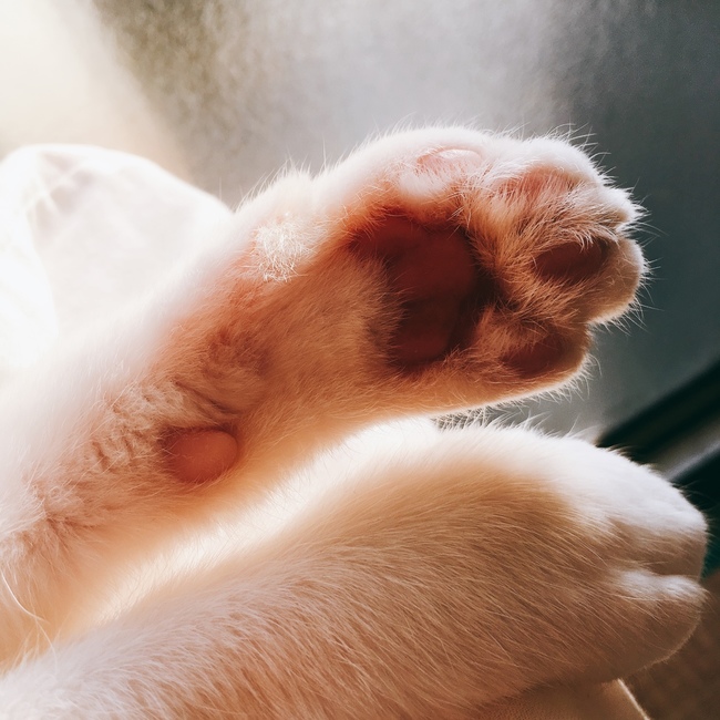 ねこえかきのカバー写真