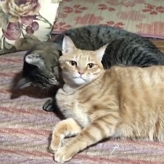 大至急！里親募集しております！