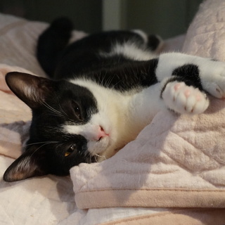 人懐こいルナちゃん留守番可・一緒に寝られる・医療済