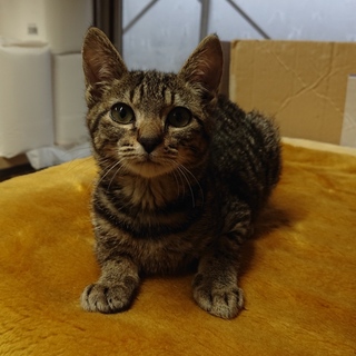 撫でられるのが大好きおとなしいキジトラちゃん