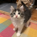 ふわふわやんちゃな我が輩(*´ω`*)