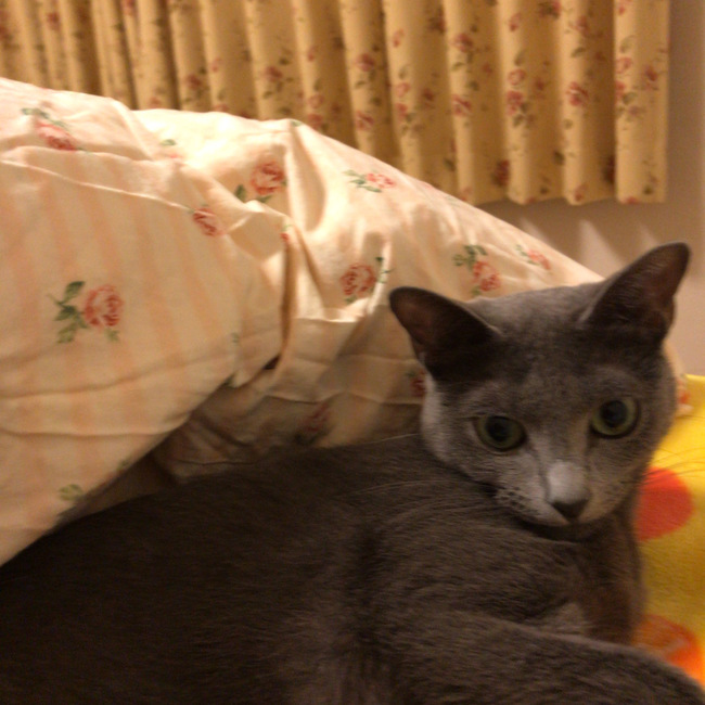 naomikahouのカバー写真
