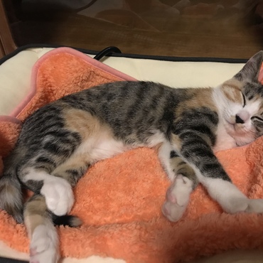 おかめの写真