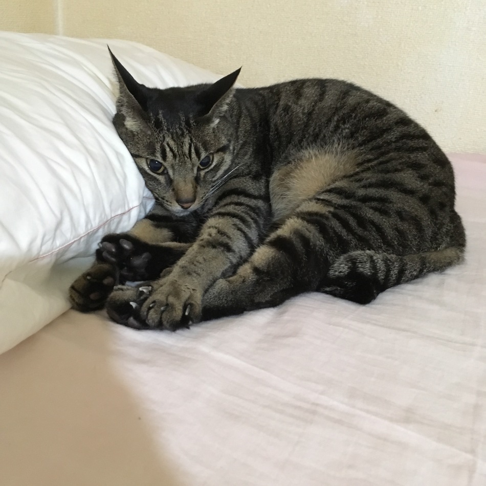 りゅうたろうのカバー写真