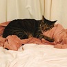 の写真