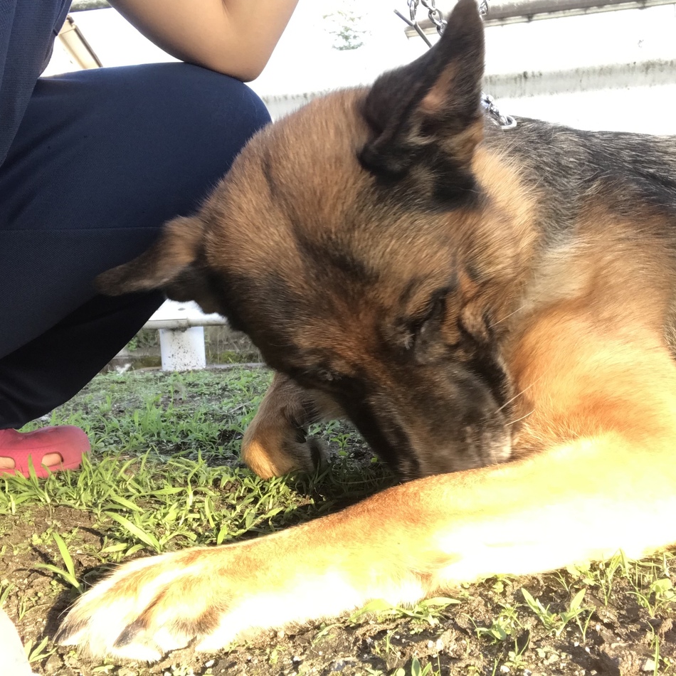 ヴェレダのカバー写真