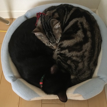 猫団子♡こんな日が来るとは…(嬉涙)