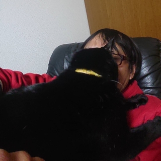 こんな猫初めて！ワンコ並みの超甘えん坊★やまと君