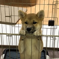 ムギ
