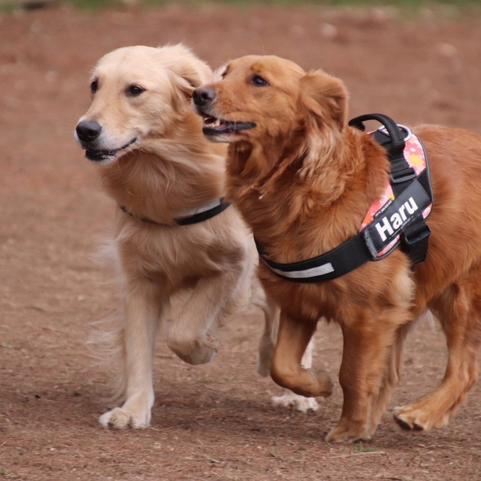 はるのカバー写真