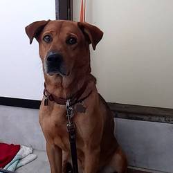 入間ショッピングプラザサイオス犬猫里親会＆写真展＆グッズ販売 サムネイル2