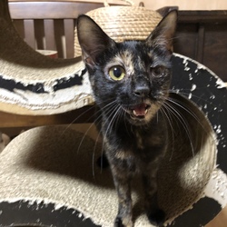 入間ショッピングプラザサイオス犬猫里親会＆写真展＆グッズ販売 サムネイル3