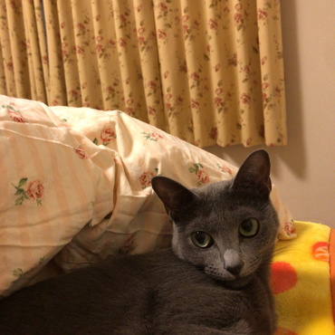 の写真
