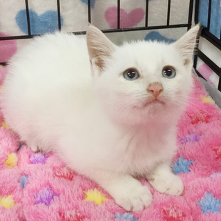 ☆募集一時停止　可愛い女の子　菜々ちゃん☆