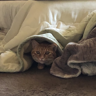 こたつ警備隊(｀・ω・´)