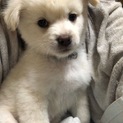 真っ白モフモフな　アン君