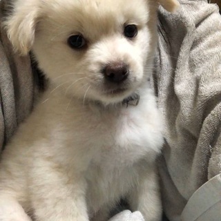 真っ白モフモフな　アン君