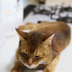 サスケくんの異変ふたたび