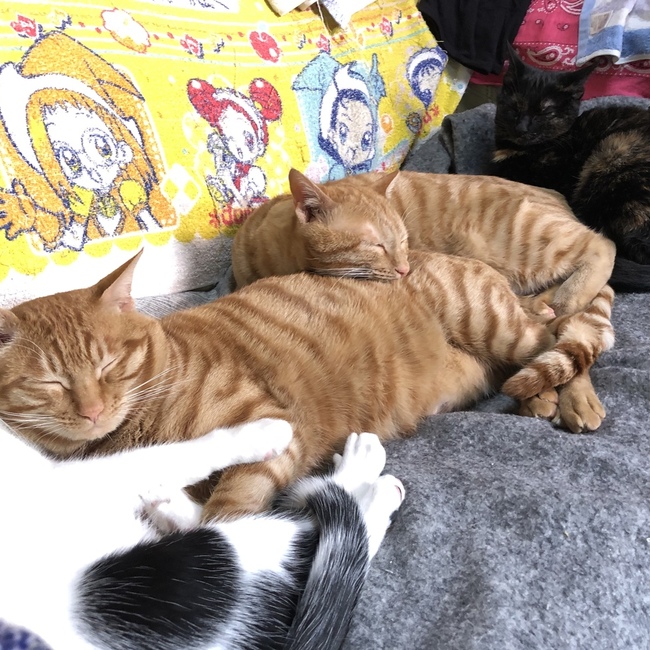 るるまるるのカバー写真