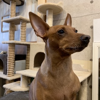 コリキちゃんをよろしくお願いします