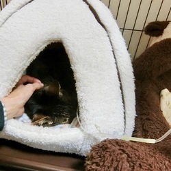 「最後のお世話（備忘録）」サムネイル3