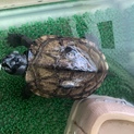 元気なクサガメの里親を探しています！