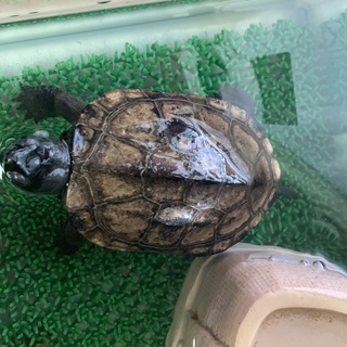 元気なクサガメの里親を探しています！