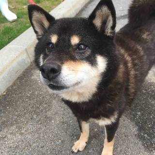 可愛い黒柴の おとはちゃん