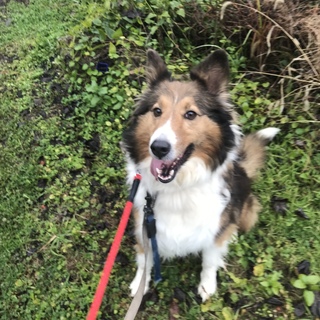 寂しい思いをしています、飼い主募集です