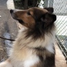 寂しい思いをしています、飼い主募集です サムネイル2