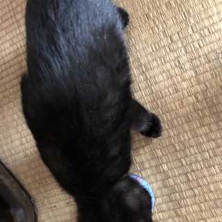 里親募集お願いします！
