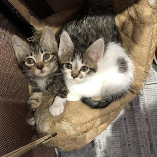 可愛いゴロゴロ姉妹