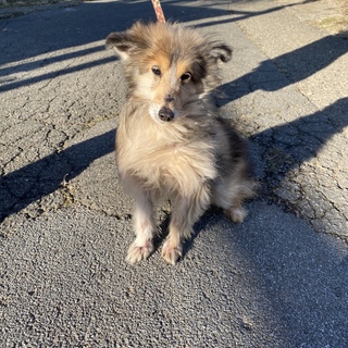 シェルティ　6歳　男の子　