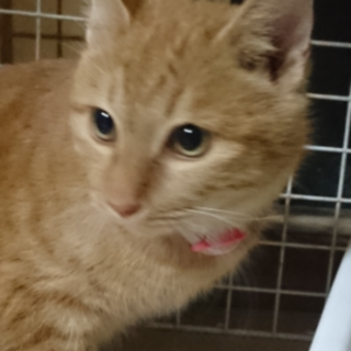 おとなしくてちょっとビビりな男の子