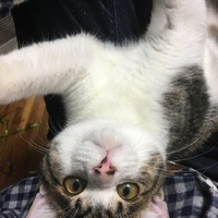 めかぶ