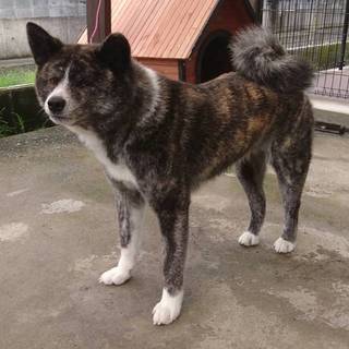 秋田犬の虎毛の女の子です(トライアル決定)