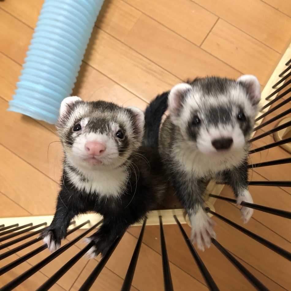 つくねのカバー写真
