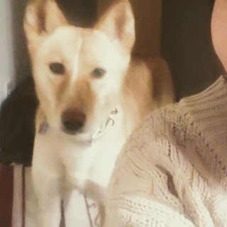 元野犬の大人しい成犬女の子