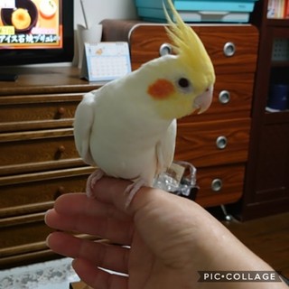 良いご縁があり里親様が決まりました。