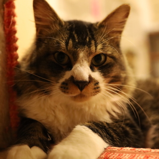 半長毛の組長くん★