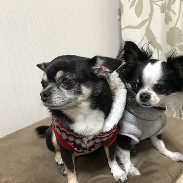 年越し蕎麦を眺めるわんこたち（笑）