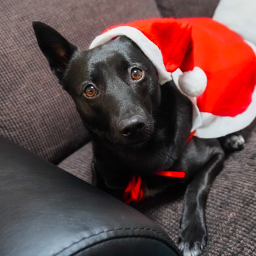 メリークリスマスだね！