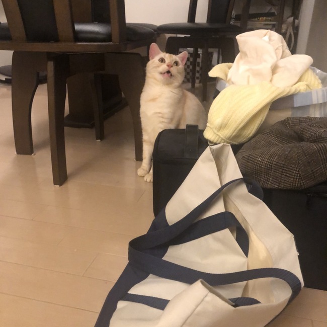 senba0101のカバー写真