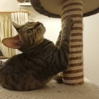 トライアル決定！）キジのメイちゃん♀　