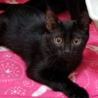 淡路島のにゃんこたちを救いたい！