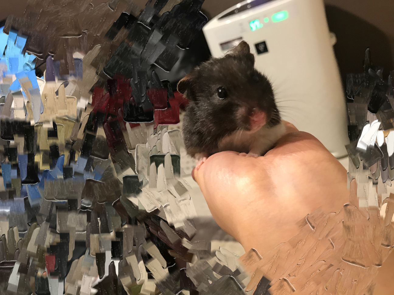 ゴールデンハムスター親子 兵庫県 小動物の里親募集 2969 ペットのおうち 月間利用者150万人