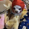 うちに来てはじめての年越し‼︎ ママと一緒にカウントダウンしたよ