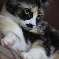 チャチャ